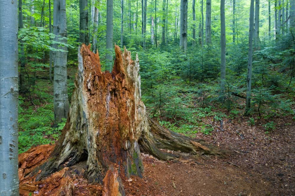 Primeval Beech Forests of the Carpathians